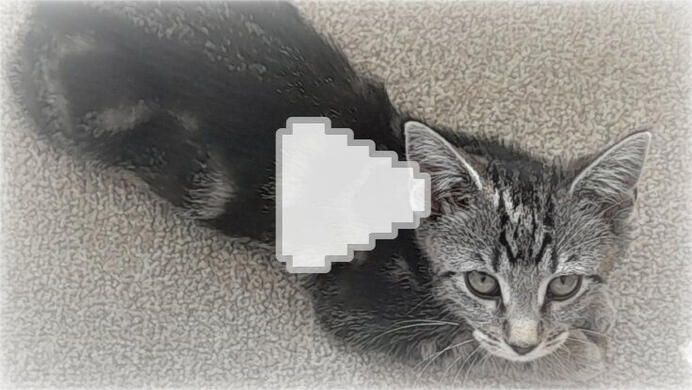 I GOT A CAT? (meet Shushi)